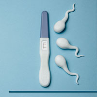 Ovulation and Fertile Window Estimator